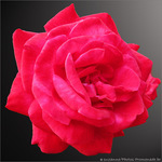 Rose pour f�te des m�res -- 09/05/10