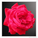 Rose pour f�te des m�res -- 09/05/10