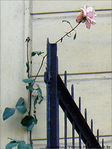 Simplicit� de l'Essentiel -- 16/01/09