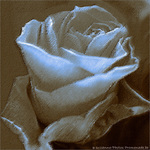 Rose Jaune -- 10/05/12