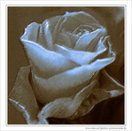 Rose Jaune