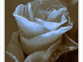 Rose Jaune -- 10/05/12