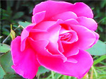 Rose rose -- 01/05/06