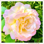Rose Tendre -- 05/10/22