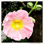 Elégante en Robe rose -- 05/09/09