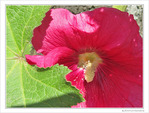 Rose timide