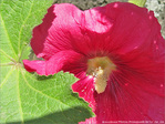 Rose timide -- 13/07/10