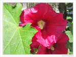 Roses timides
