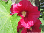 Roses timides -- 12/07/10