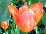 Tulipes et p�tales Brillants