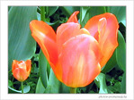 Tulipes et p�tales brillants