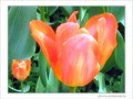 Tulipes et p�tales brillants -- 15/04/05