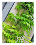 Coin vert -- 17/07/09