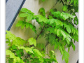 Coin vert -- 17/07/09
