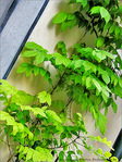 Coin vert -- 17/07/09