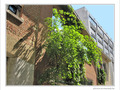 Quand les fa�ades fleurissent -- 03/07/09