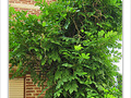 Mur v�g�tal -- 31/07/09