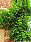 Mur v�g�tal -- 31/07/09
