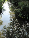 Arabesques sur ruisseau -- 19/11/09