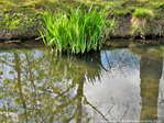 La nature s'habille de nouveau -- 20/04/10