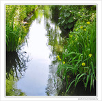Ourl� de dentelle -- 23/06/10
