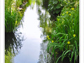 Ourl� de dentelle -- 23/06/10