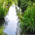 Ourl� de dentelle -- 23/06/10