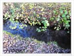 Fl�ne, petit ruisseau d'automne -- 28/11/09