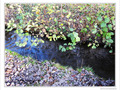 Fl�ne, petit ruisseau d'automne -- 28/11/09