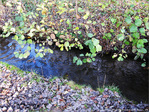 Fl�ne, petit ruisseau d'automne -- 28/11/09