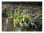 Au bord du ruisseau -- 05/12/09