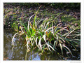 Au bord du ruisseau -- 05/12/09