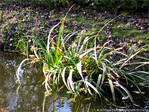Au bord du ruisseau -- 05/12/09