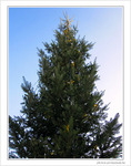 Sapin de No�l 2009 -- 25/12/09
