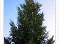 Sapin de No�l 2009 -- 25/12/09