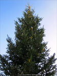 Sapin de No�l 2009 -- 25/12/09