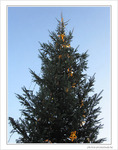 Sapin �toil� -- 25/12/09