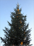 Sapin �toil� -- 25/12/09