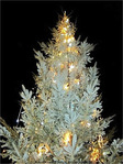 Sapin sous la neige d'argent -- 25/12/09