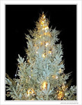 Sapin sous la neige d'argent -- 25/12/09