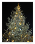 Sapin scintillant dans la nuit -- 25/12/09