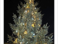 Sapin scintillant dans la nuit -- 25/12/09