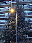 Sapin illumin� -- 23/12/07