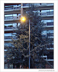 Sapin illumin� -- 23/12/07