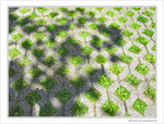 Verts losanges -- 29/07/09