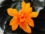 Calathea Tassmania, c'est moi -- 24/06/09