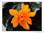 Calathea Tassmania, c'est moi -- 24/06/09