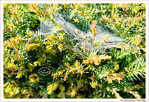 Le Printemps dans la Rue 2026 -6-