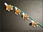 Suivons le Fil � petits pas -- 31/01/11
