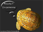 Mouche -- 01/06/09